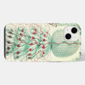 Haeckel vintage (Verso Horizontal)