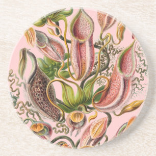 Haeckel Zandsteen Onderzetter