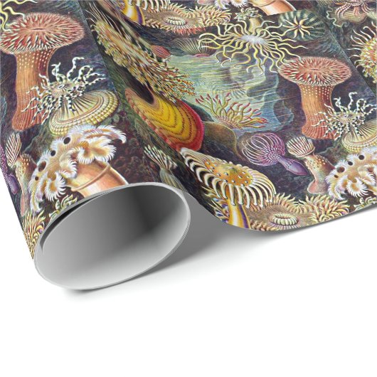 Haeckel Zee Anemone Ocean Life Natuur Kunst Schild Cadeaupapier (Rol Hoek)