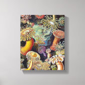 Haeckel Zee Anemone Ocean Life Natuur Kunst Schild Canvas Afdruk (Voorkant)