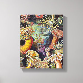 Haeckel Zee Anemone Ocean Life Natuur Kunst Schild Canvas Afdruk