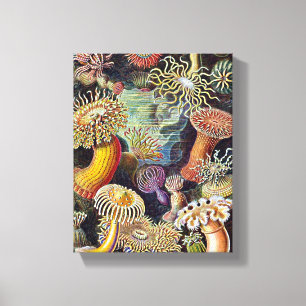 Haeckel Zee Anemone Ocean Life Painting Canvas Afdruk
