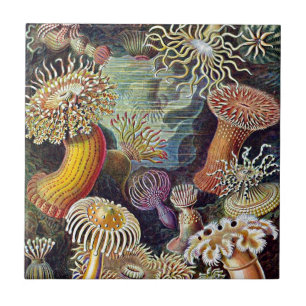 Haeckel Zee Anemone Ocean Life Painting Tegeltje