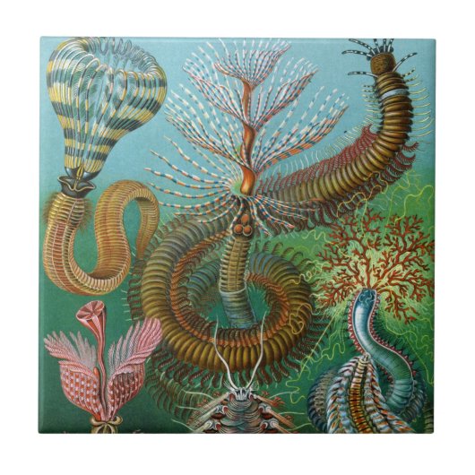 Haeckel Zee Worms Ceramics Tegeltje (Voorkant)
