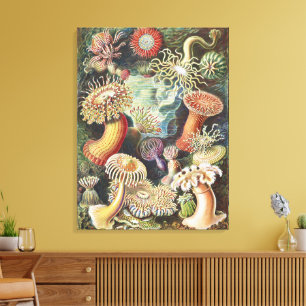 Haeckel Zeeanemonen Nautische Zeeleven Kunst Colla Canvas Afdruk