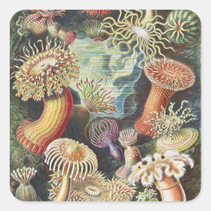 Haeckel Zeeanemonen Nautische Zeeleven Kunst Colla Vierkante Sticker