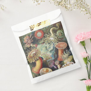 Haeckel Zeeanemonen Scheepvaart Zeeleven Kunst Col Bedankzakje