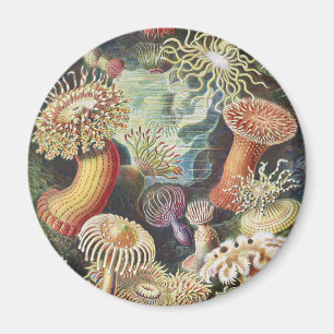 Haeckel Zeeanemonen Scheepvaart Zeeleven Kunst Col Magneet