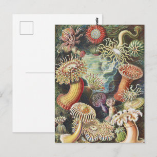 Haeckel Zeeanemonen Zeevaart Zeeleven Kunst Collag Briefkaart