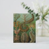 Haeckel's Chaetopoda Briefkaart (Staand voorkant)