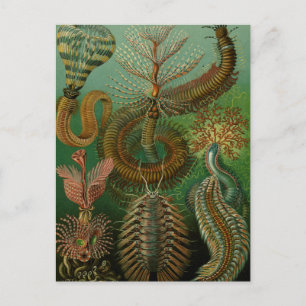 Haeckel's Chaetopoda Briefkaart