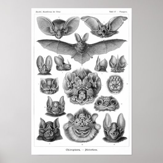 Haeckel's vleermuizen poster (Voorkant)