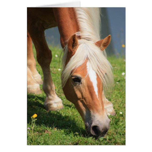 Haflinger (Devant)