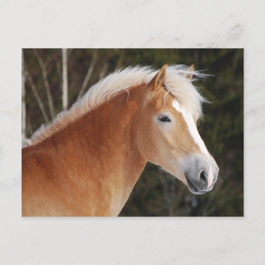Haflinger 2 briefkaart (Voorkant)