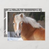 Haflinger 3 briefkaart (Voorkant / Achterkant)