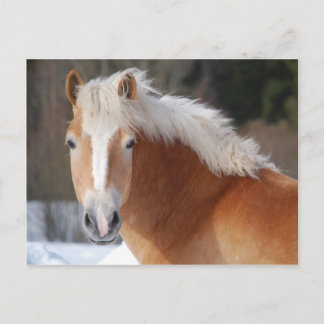 Haflinger 3 briefkaart