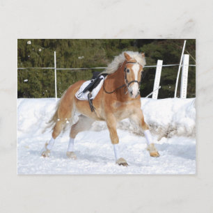 Haflinger 4 briefkaart