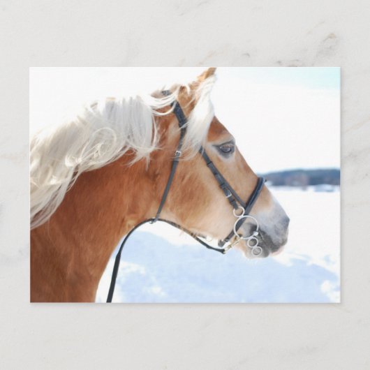 Haflinger 5 briefkaart (Voorkant)