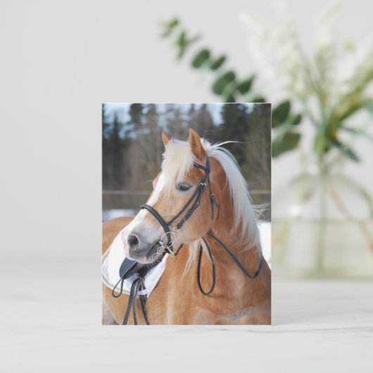 Haflinger 6 briefkaart (Staand voorkant)