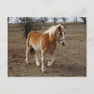 Haflinger Briefkaart