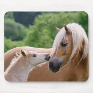 Haflinger Cute Horses Foal and Mama Cuddling Kiss  Muismat