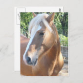 Haflinger Horse Briefkaart (Voorkant / Achterkant)