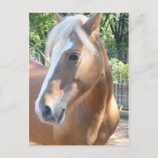 Haflinger Horse Briefkaart (Voorkant)