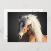 Haflinger Horse Briefkaart (Voorkant / Achterkant)