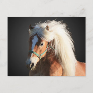 Haflinger Horse Briefkaart