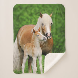 Haflinger Horse Cute Baby Foal Kiss Mum Pony Foto Sherpa Deken