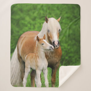Haflinger Horse Cute Baby Foal Kiss Mum Pony Foto Sherpa Deken