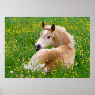 Haflinger Horse Cute Foal Flowerbed, Animal Photo Poster