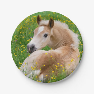 Haflinger Horse Cute Foal in Flowerbed Funny Party Papieren Bordje