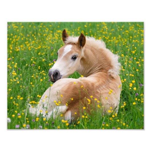 Haflinger Horse Cute Foal Resting in a Flowerbed Foto Afdruk (Voorkant)