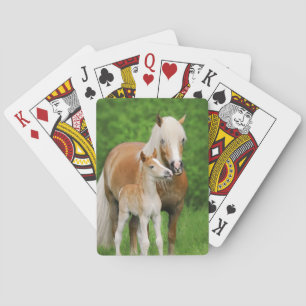 Haflinger Horses Cute Foal Kiss Mum Foto. Pokerkaarten