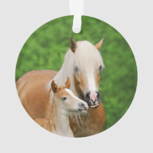 Haflinger Horses Cute Foal Kiss Mum Photo - Ornament