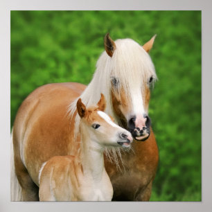 Haflinger Horses Cute Foal Kiss Mum Photo Square Poster