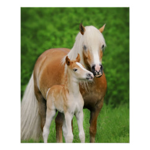 Haflinger Horses Cute Foal Kiss Perfect Poster