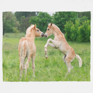 Haflinger Horses Cute Foals fokdier, duizelig Fleece Deken