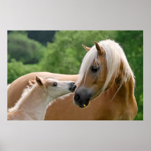 Haflinger-merg en foelie poster