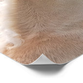 Haflinger-merg en foelie poster (Hoek)