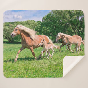 Haflinger paarden met Cute Foals maken een grappig Sherpa Deken