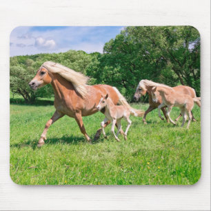 Haflinger Paarden met Cute Foals met Funny Photo - Muismat