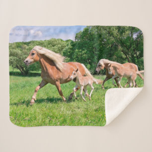 Haflinger-paarden met Cute Foals met Funny Photo / Sherpa Deken