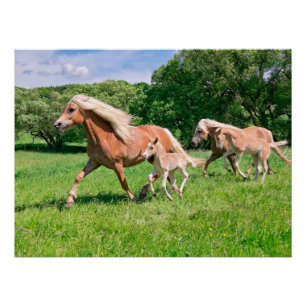 Haflinger-paarden met Cute Foals run Funny Animal Perfect Poster