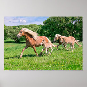 Haflinger-paarden met Cute Foals run Funny Animal Poster