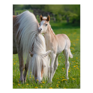 Haflinger-paarden verklikken Baby met foto van moe Perfect Poster