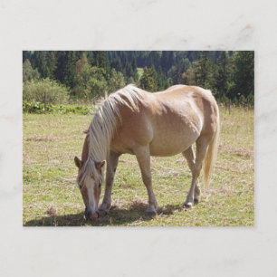 Haflinger Palomino Pony in zomerweide Foto Briefkaart