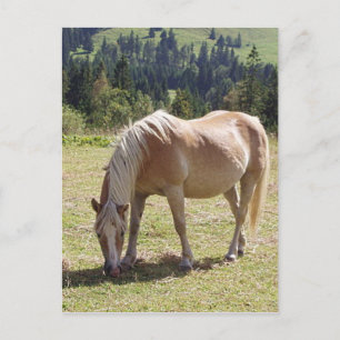 Haflinger Palomino Pony in zomerweide Foto Briefkaart