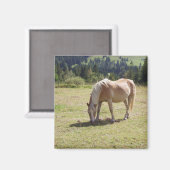 Haflinger Palomino Pony in zomerweide Foto Magneet (Voorkant / Achterkant)